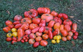 اوقات زراعة الطماطم في السعودية