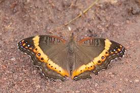 Image result for Pycnostachys reticulata