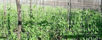 Plant pole bean seeds 1″ (2.5 cm) deep. Bean Photo Gallery Hortomallas Supporting Your Crop