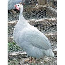 Guinea Fowl Birds That Look Like Turkeys Pin On Dogs Cats Wild Breeds I Like