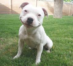 Epingle Sur Chien