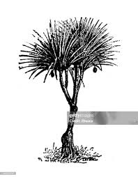 Image result for Pandanus candelabrum