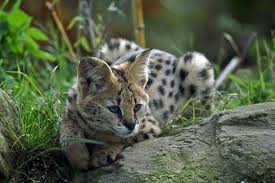 Savannah Cats vs. Servals: They're Not the Same! • Earth.com