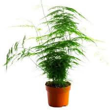 These plants thrive in sunny places, as bright light will encourage growth. Buy Asparagus Plumosus Fern Online At Cheap Price On Plantsguru Com