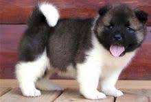 We did not find results for: Kelowna Akita Dogs Puppies For Sale Classifieds At Eclassifieds 4u