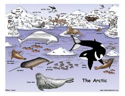 Pin By Mary Carr On Science Teaching Artic Animals Arctic Habitat Polar Animals