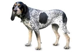 Puppies were born january 5, 2021 and will be ready to go on march 2 at 8 weeks old. Bluetick Coonhound Dog Breed Information Pictures Characteristics Facts Dogtime