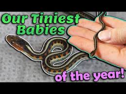 We Had A Second Litter Of Red Sided Garter Snakes Youtube