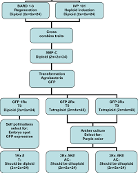 flow chart from germplasm development by transformation