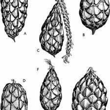 Image result for Raphia ruwenzorica