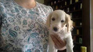 Where champion akc mini dachshund puppies are hand raised. Akc Miniature Dachshund English Cream Longhair Female For Sale In Knoxville Tennessee Classified Americanlisted Com