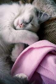 Catching Up On Some Sleep Cat Sleeping Cute Animals Cat Nap