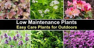 Maybe you would like to learn more about one of these? 24 Low Maintenance Plants With Pictures For Easy Identification