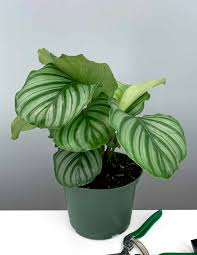 Image result for calathea
