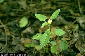 Image result for Sida spinosa