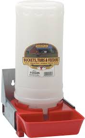 Baby Pig Waterer Baby Pigs Pig Waterer Baby Pigs Piglets