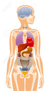 Female chest anatomy diagram female human anatomy. Human Body Anatomy Vector Woman Internal Organ Poster Medical Royalty Free Cliparts Vectors And Stock Illustration Image 145614223