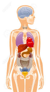 Our labeled diagrams and quizzes on the female reproductive system are the best place to start. Human Body Anatomy Vector Woman Internal Organ Poster Medical Royalty Free Cliparts Vectors And Stock Illustration Image 145614223