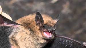 For example, bats make scratching noises in the attic when they rub up against wood, but so do raccoons. Bat Sounds Precision Wildlife Removal