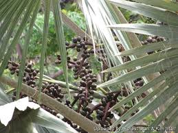 Image result for Latania loddigesii