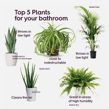 Where To Find The Best Plants For Your Landscaping In 2020