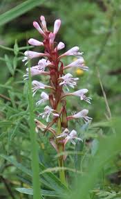 Image result for Satyrium macrophyllum