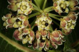 Image result for Xysmalobium