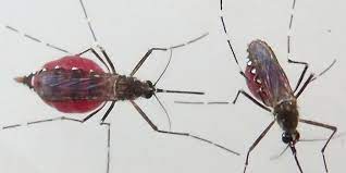 Places new york, new york medical & health transplant support organization of staten island. Staten Island Nyc Exterminators Pest Control Ants Bed Bugs Bedbugs Roaches Rats Mice Termites Pest Control Exterminators Staten Island Ny Exterminators Pest Control Ants Bed Bugs Bedbugs Roaches Rats Mice Termites Pest