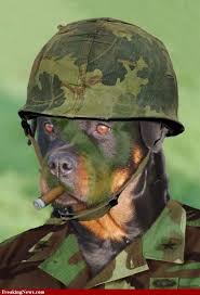 Camouflage Soldier Dog Animals