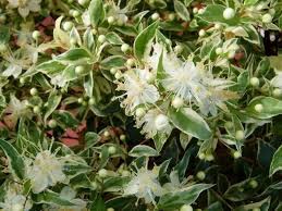 Le piante sempreverdi sono quelle piante che non si spogliano mai completamente, ma non si tratta di piante che non hanno un ricambio fogliare, semplicemente questo fenomeno naturale ha tempi decisamente più lunghi. Sempreverdi Da Giardino Piante Da Giardino Sempreverdi Da Esterno