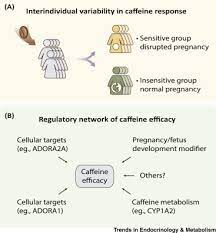 Impacts Of Caffeine During Pregnancy Sciencedirect