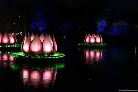 All New Rivers Of Light Show Animal Kingdom Disney Light Show Disney Animals