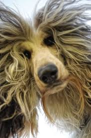 Versaversa Bad Hair Day Not Finding This Funny Lol Funny Dog Pictures Dog Photography Dogs
