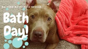 This is the one to get if your particular pit bull has extra large jaws and is at least 65 lbs. Best Dog Toys Pitbull Approved Toys For Your New Pup Youtube