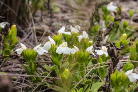 Image result for Orthochilus milnei