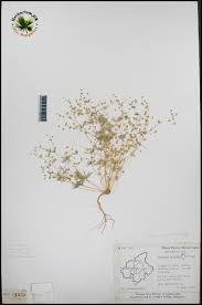 Image result for Hypertelis cerviana