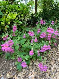 Image result for Scleria rehmannii