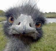 Which runs faster, the horse or the ostrich? How Do Ostriches Run Faster Than A Horse Quora