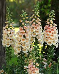 We did not find results for: Digitalis Purpurea Dalmatian Peach Common Foxglove
