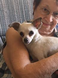 Scared female dog wandered to my house near 226 and 220 I think shes an  older dog Appears to be chuihuahua daschound mix who does she belong to she  has a blue