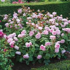 Olivia Rose Austin David Austin Roses David Austin Roses Olivia Rose Rose Beds Garden