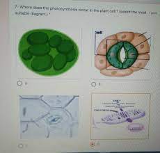 We did not find results for: 7 Where Does The Photosynthesis Occur In The Plant Cell Select The Most Pointsuitable Diagram Brainly In