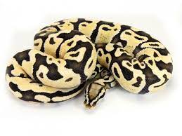 Pastel Desert Ghost Ball Python Pet Snake Cute Reptiles