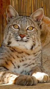 Find singapura kittens for sale on pets4you.com. Wildlife Care Of Socal Keep It Wild Cats Cute Wild Animals Small Wild Cats