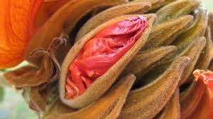 Qué dice el color de tus labios vaginales sobre tu vida sexual