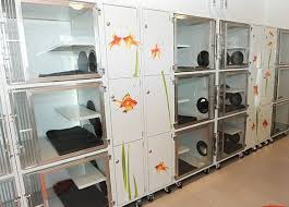 How To Build A Cat Condo For Animal Shelter These Are The Best Veterinary Cat Condo Designs You Ll Find Anywhere Cat Condo Cat Hotel Cat Cages