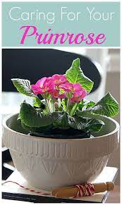 Pin On Houseplants