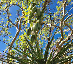 Image result for Pappea capensis