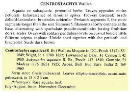 Image result for Centrostachys aquatica