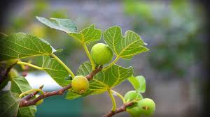 Many are tall forest trees that are buttressed by great spreading roots; Growing And Maintaining Your Fig Ficus Carica